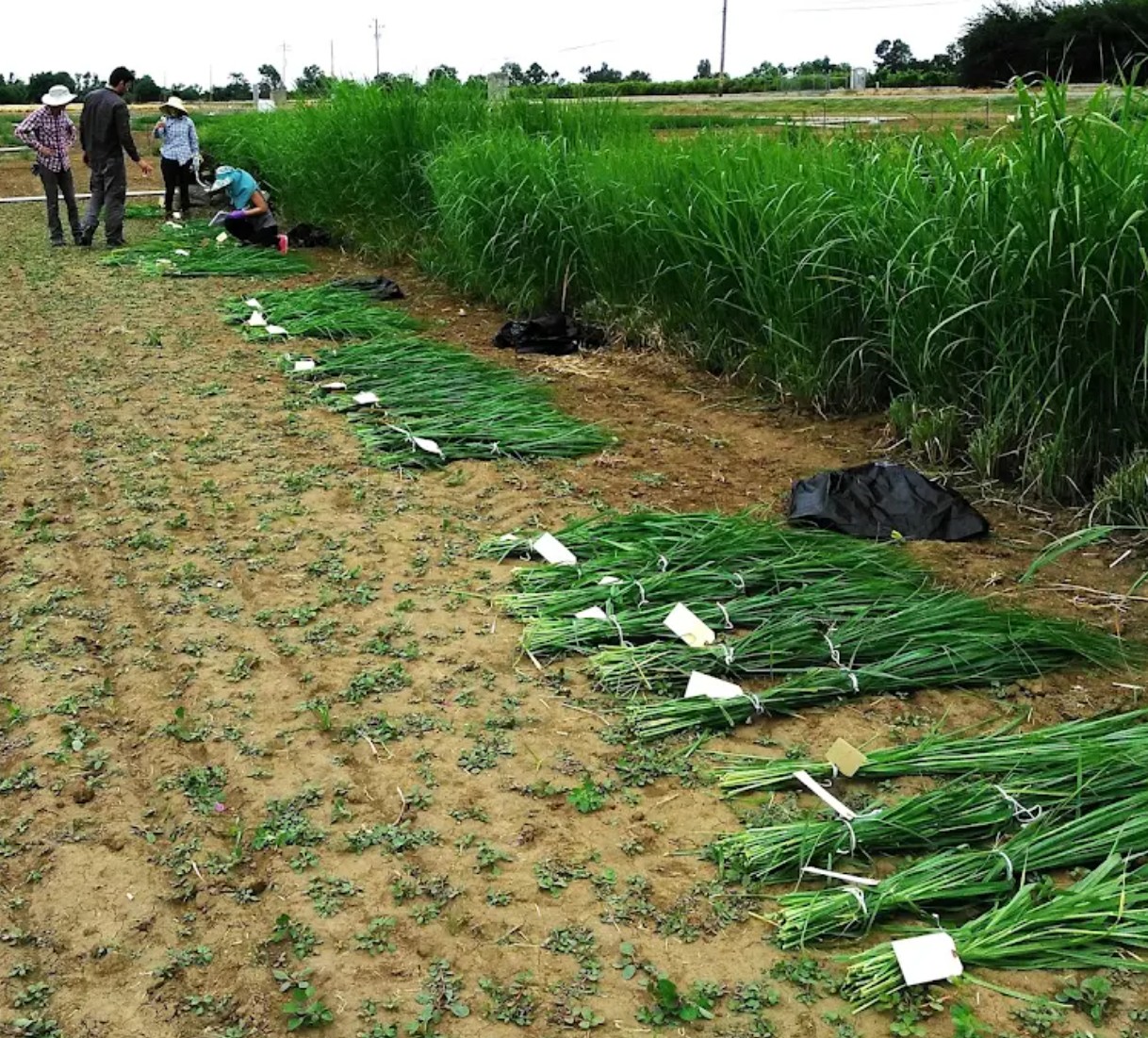 Switchgrass research